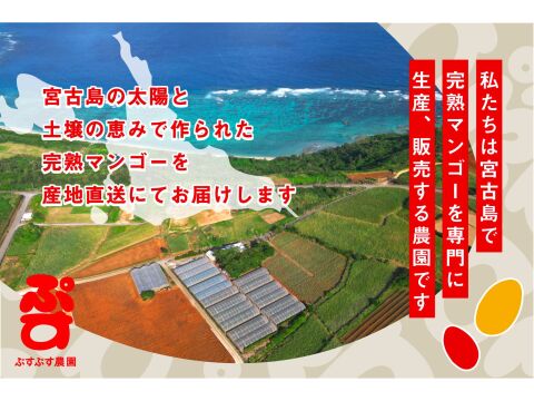 【夏ギフト】ぷすぷすプレミアムマンゴー2キロ（4～5玉）