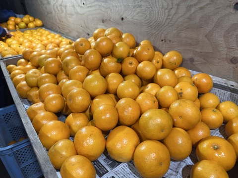 春の香りと味！プチプチ食感、はるみ【ご家庭用・4kg】