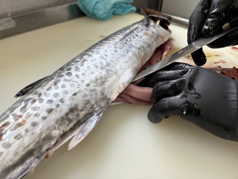 『天然サワラ』まるまる1尾2.8kg前後（処理前）