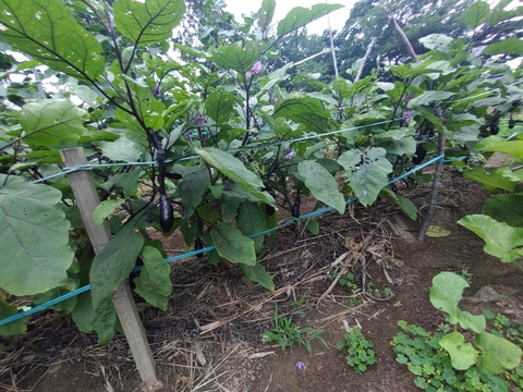 【お買い得☆旬の野菜セット（10品〜13品目）☆７月☆８月】新鮮お野菜🌿🫛🧅農薬、除草剤、化学肥料等、一切不使用☆ゆうパック🏣80サイズにたっぷりお入れいたします☆