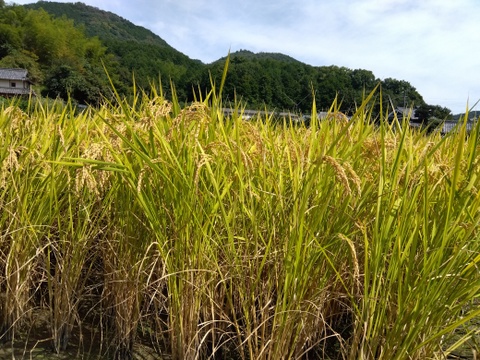 令和6年新米　和歌山県橋本市栽培の玄米（約10キロ）