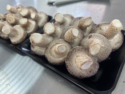 大田区で収穫！東京福しいたけ(500g・パック包装)