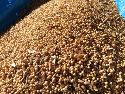 味噌作りなどに‼️山梨県上野原産　津久井在来大豆1kg