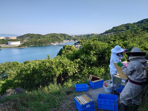 山が８割の和歌山だからこそ！山の花々から採れた蜂蜜(1200g)　2023年度産