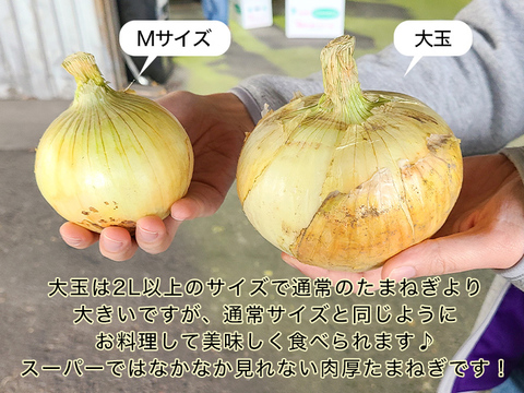 【大玉サイズ/5kg】淡路島産新たまねぎ 七宝 兵庫県認証食品