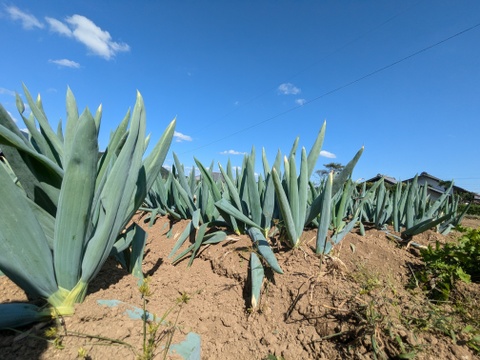 《L~3Lミックス,10~14本》下仁田町産 下仁田ねぎ 極上の甘みととろける食感！（贈答用/ご家庭用）【冬ギフト】