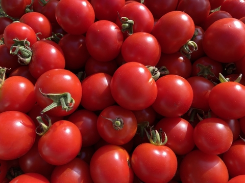 人気なミニトマト食べ比べ！ほれまる＆まゆか（4パックずつ／農薬不使用）