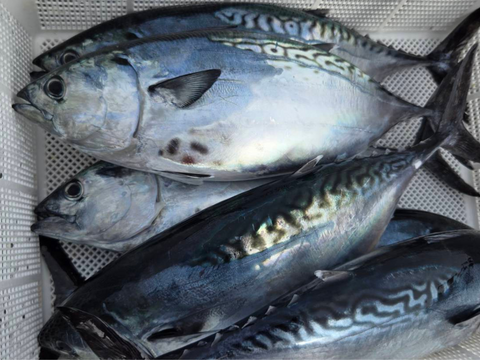 “究極の美味”　全身トロの幻の魚、媛スマ！！　1尾入/箱【12月15日発送分までは丸魚販売】