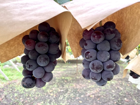 ぶどう3色食べ比べ🍇緑・黒・赤の豪華セット