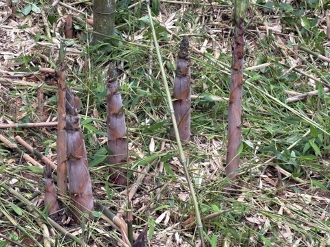 筍農家が作る！有度山日本平竹の子『淡竹』水煮パック150g×8p