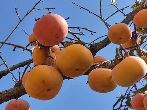✨【甘柿（富有柿）】1.5kg（12～17玉）　農薬肥料不使用の自然栽培✨