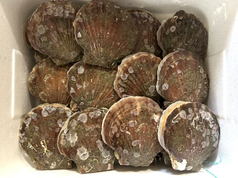 バーベキューに最適！旨くてあまい！２年越冬貝の野辺地ホタテ！35枚