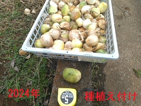 【今が旬】大きさと味に感動！安心安全の農法で育てたジャンボにんにく【一房】