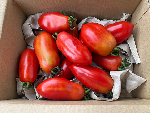 調理・加工用の定番トマト！サンマルツァーノ（１kg）