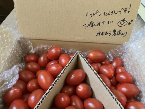 【規格外】ヘタなしアイコ【1.2kg】おいしさはヘタ付きと変わりなし！調理にもオススメ！