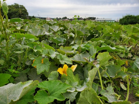 かぼちゃ(中)【５kg】