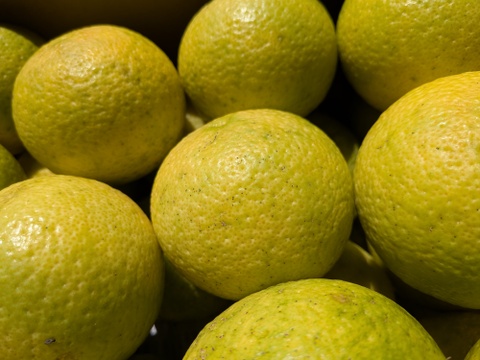 特売セール黄色く酸っぱに甘さが増した【自然栽培】 かぼす　5Kg