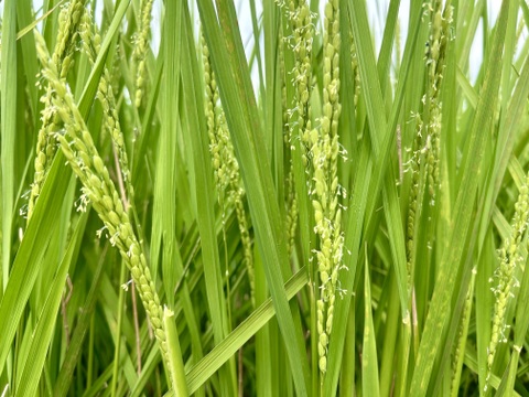 令和8年産　ゆうだい21　味わい贅沢『てまひま米』精米5kg（5㎏×1袋）