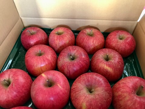 福島の美味しい林檎　サンふじ3ｋｇ（8～12玉）　ギフト・贈答用りんご