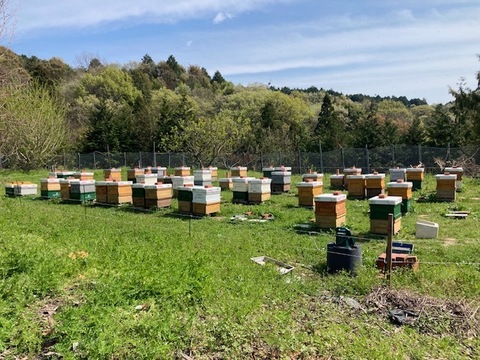 ギフト専用ハチミツ『天使のしずく』250g×2p