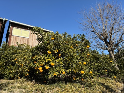 爽やか！静岡県産・甘夏みかん　5kg