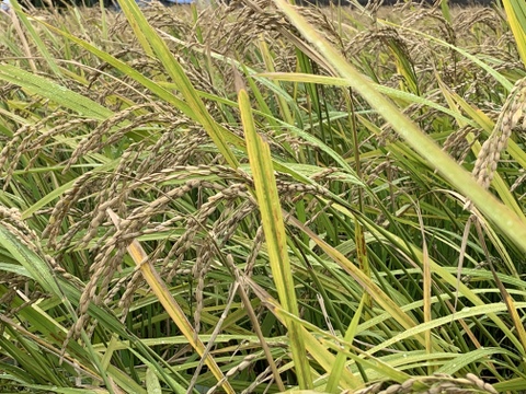 【黒米】手植え 手刈り 天日干しの自然栽培米 5袋