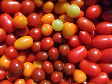【⭐️訳あり規格外品】🎉千葉県産 食べる宝石カラフルミニトマト８種類詰め合わせ🍅1kg