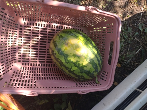 【単品🏣ゆうパック】スイカ🍉俵型☆大玉☆Ｌサイズ☆訳アリ☆農薬、除草剤、化学肥料不使用🏣ゆうパック100サイズ☆一点もの