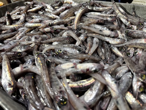 匠のボッチ揚げ500g（メヒカリ唐揚げ）