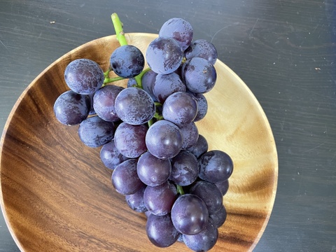 紀州有田巨峰村のとびっきり！あま～い完熟巨峰3kg(種あり7-9房)化粧箱入り