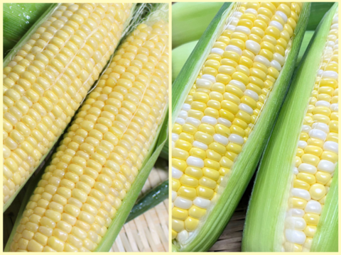 選べる楽しさ✨6本プレミアム味来＆ドルチェドリーム食べ比べセット6月下旬～【朝どれ】