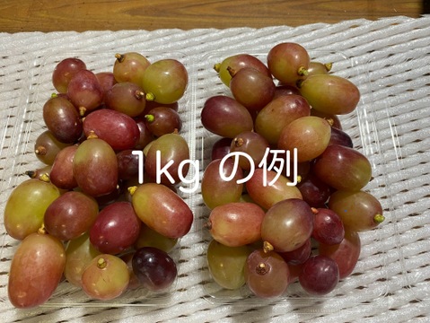 粒売り】クイーンルージュ2kg☆長野県産：長野県産のクイーンルージュ
