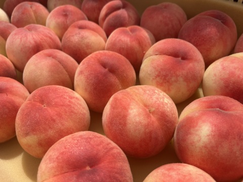 川中島白桃 3キロ箱 7玉～12玉 長野県産