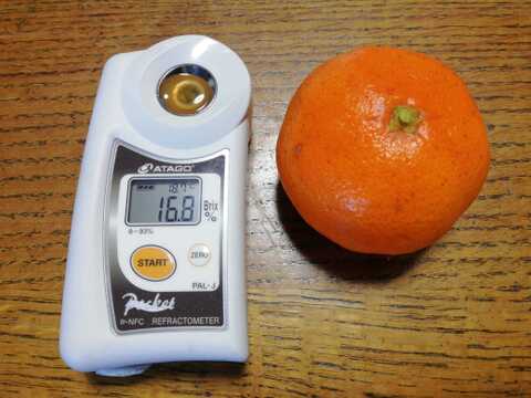 温州ミカン(温州みかん)５㎏【甘み酸味バランス◎】【農薬化学肥料不使用】【熨斗(のし)対応可】