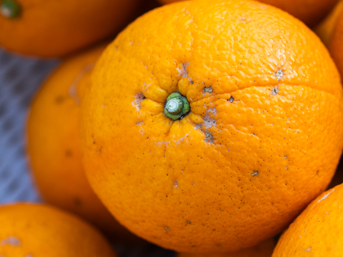 【農薬・除草剤不使用栽培】紅甘夏 Bセレクション5kgBOX