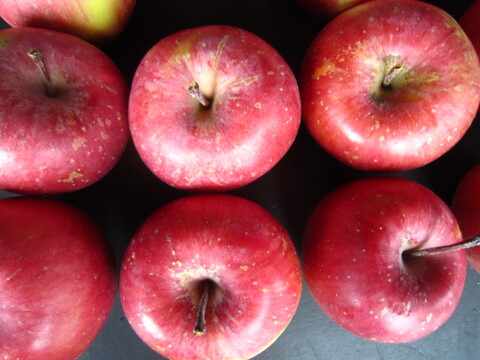 ★今季最終限定品★極小玉ミニチュアサイズ 🍎家庭用していただけると思います 総重量 約4.3kg以上 青森県 南部地方産 自家りんご農園生産直送品！