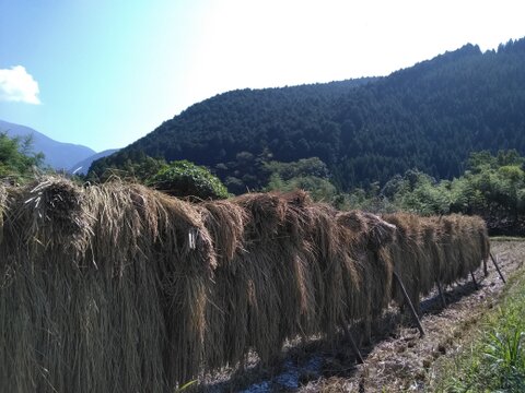 九州山地の特別栽培米　【掛け干し自然乾燥】（5kgX2)10kg