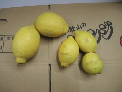 レモン規格外2kg特別栽培認証