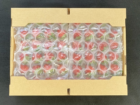 今が旬❗️生　夏イチゴ【すずあかね】24玉×2トレー 爽やかサッパリ