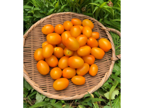 希少な【自然栽培】のミニトマト【アイコ黄】（1kg）