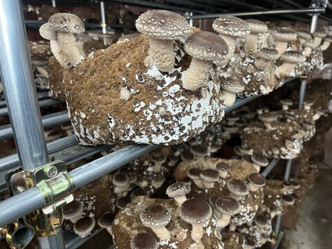 【母の日ギフト】 幸せの青い卵「下田ブルー」４パック、「下田しいたけ」800ｇセット