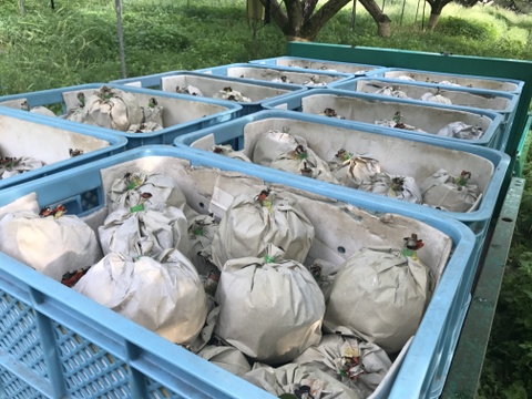 【秋の梨詰め合わせ🍐】新高とにっこり贈答用約5kg✨樹上完熟の甘くとってもフルーティーな新高と甘くてとってもジューシーなにっこり梨の食べ比べ‼️お届け後の日持ちを良くするためクール便で最速発送🚚