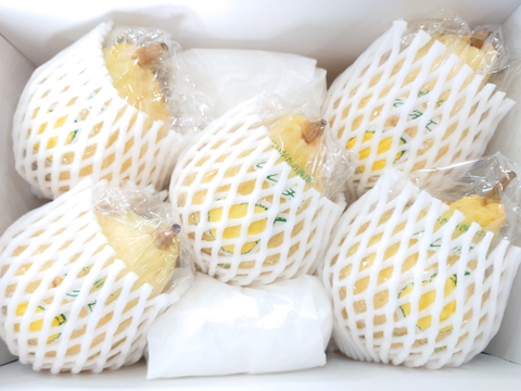 【冬ギフト】たかはし果樹園謹製 高級西洋梨「ル・レクチェ」厳選品 中玉 約2kg