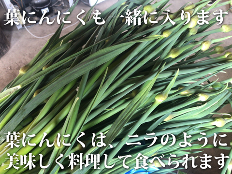 【予約限定】青森県産！農薬不使用のにんにくの芽＋葉＋つぼみ 約１キロ【令和７年新物！】