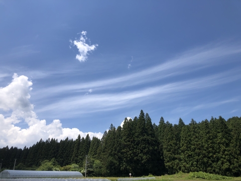 【農薬・化学肥料不使用栽培】　青森県産　青唐辛子"南部大長とうがらし" ２００ｇ