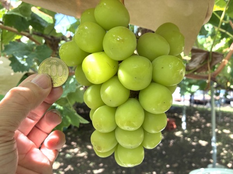 限定1点ﾓﾉ！:特大超大粒1房700g！☆山梨県産シャインマスカット贈答　ギフト　家庭用にも　予約No.12