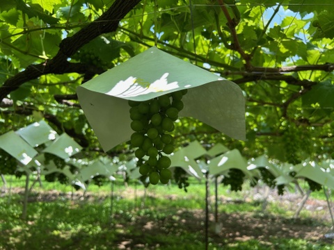 贈り物に最適！山梨県産シャインマスカット