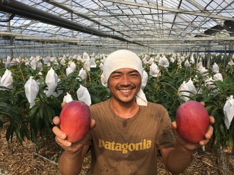 【高糖度厳選】とろける至福のプレミアム完熟マンゴー2kg(3〜6個)「沖縄西表島産」
