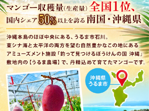 贈答用 秀品】宝石マンゴー（アーウィンマンゴー）2㎏：沖縄県産の