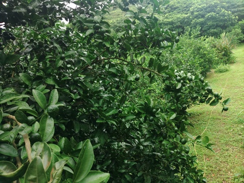 【期間限定】まとめてお得！！ シークヮーサー  6kg